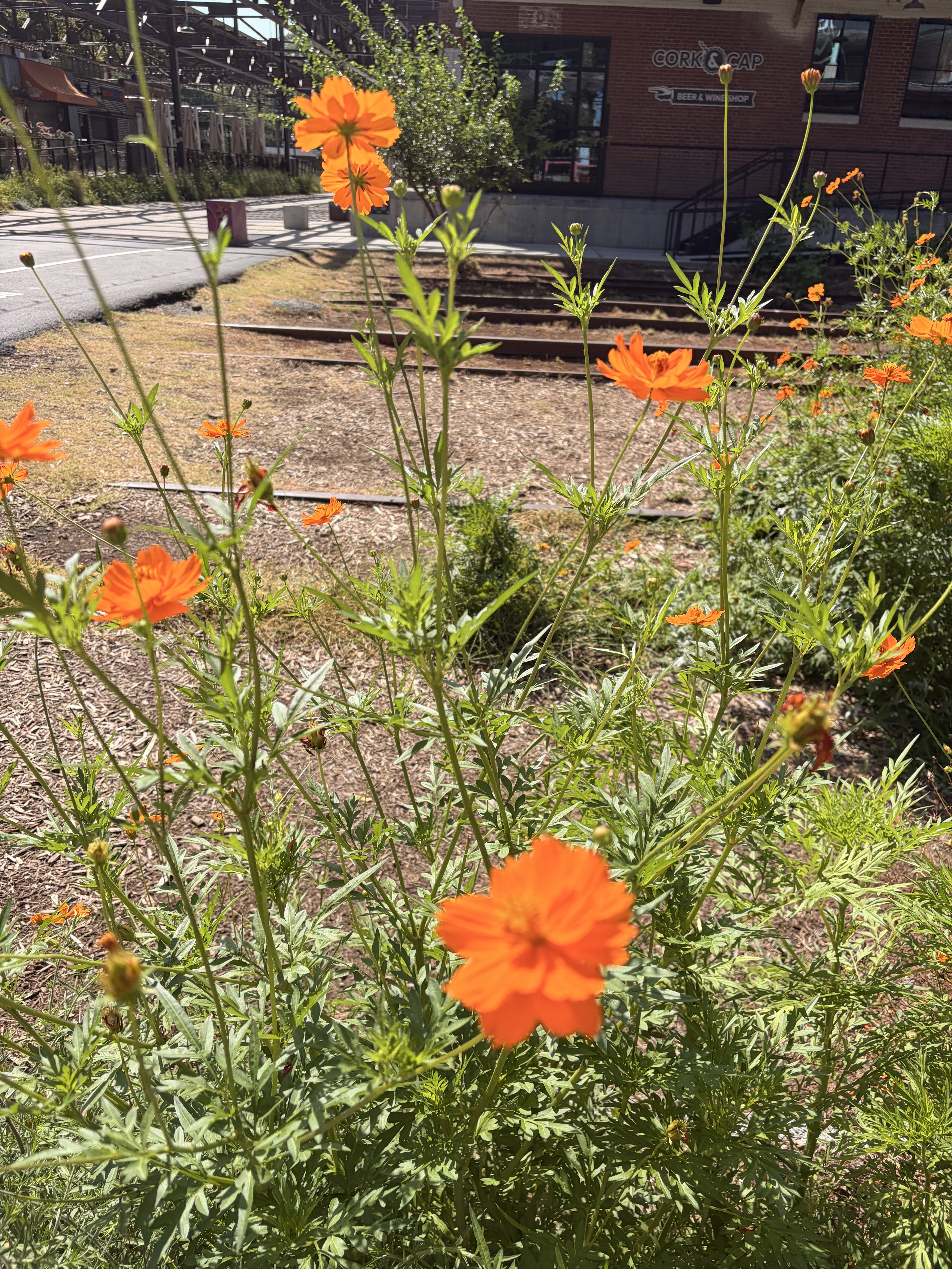 orange Cosmos